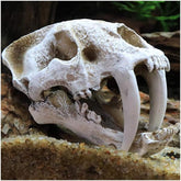 Tiger Skull Decoration Imitation Bone Skeleton